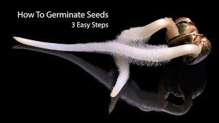 How To Germinate Seeds Fast | 3 Simple Steps