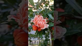 Pomegranate Plant #pomegranate #shorts #garden #flowers #fruit #gardentips #plantcare @IMGARDENER