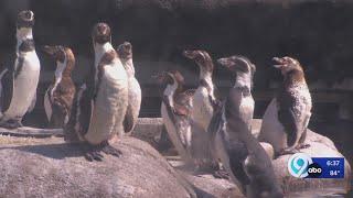 Penguin Palooza spotlights Penguins at the Rosamond Gifford Zoo