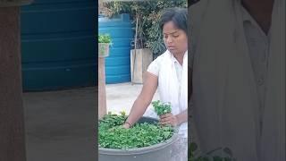 Menthi kura harvesting #kitchen #garden #shots #youtubeshorts