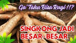 AGAR SINGKONG BERBUAH BANYAK DAN BESAR