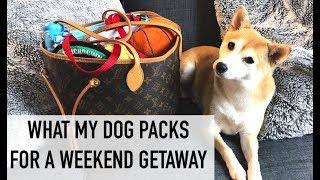 WHAT'S IN MY DOG'S LOUIS VUITTON BAG | PACKING FOR A WEEKEND TRIP | hollyannaeree x eeveeinu