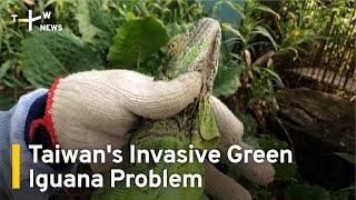 Taiwan's Invasive Green Iguana Problem | TaiwanPlus News