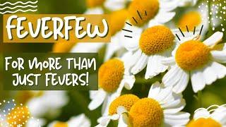 Feverfew Herb: The Medicinal Daisy Herb for More than Just Fevers