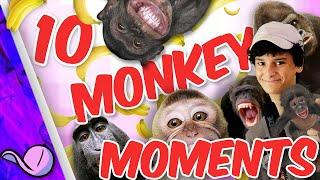 Top 10 Monkey Moments