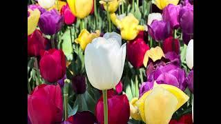 Tulip Amsterdam