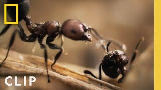 Acacia Ants Vs. Elephant | A Real Bug's Life | National Geographic