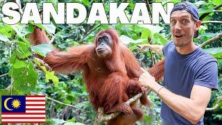 THIS IS WHY WE CAME TO BORNEO!  ORANGUTANS, RAINFOREST WALKS & MORE! : Sandakan, Sabah (Borneo)