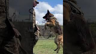 Як службові собаки допомагають нацгвардійцям у Миколаєві