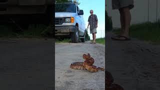 Corn Snake Jumps into my Hands  #shorts