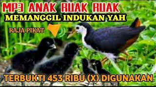 SUARA RUAK2 ANAK KAN MEMANGGIL INDUK ya