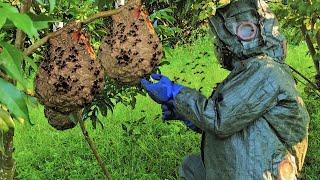 Face off against thousands of Asian hornets to harvest their larvae. A life-threatening job.