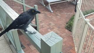 Feeding the Pied Currawong