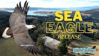 Sea-Eagle Returns to the Wild in Tasmania