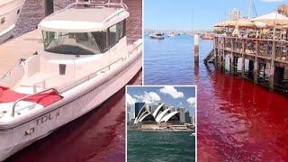 Sydney Harbour Turns Blood Red! 