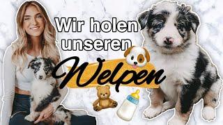 Wir holen unseren Australian Shepherd Welpen ab ️I AnikaTeller