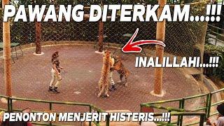 TIGER SHOW GONE WRONG...!!! TIGER ATTACKS AT TAMAN SAFARI INDONESIA