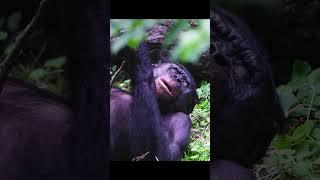 Cute Chimpanzee Yawning #animals #funny #youtubeshorts #shortvideo