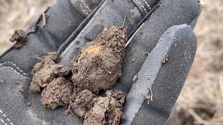 My first ever gold coin metal detecting!