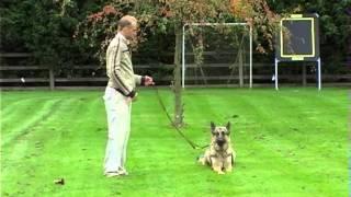 Guild of Dog Trainers UK - On lead dog training GODT  Part 1