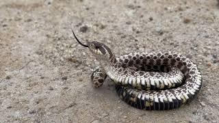 Mexican Hognose Snake Playing Dead