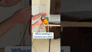 Parrot Harness – Bird’s Choice