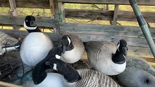 Opening 2024 Goose Season In South Carolina Had A Strange Guest