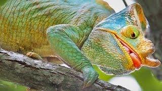 Colourful Chameleons of Madagascar! Video series.