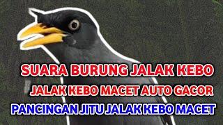 Suara Burung Jalak Kebo Paling Indah Sejagat