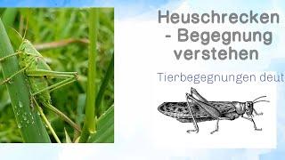 Heuschrecken - Begegnung verstehen