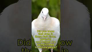 Crisis in the Middle East.  Peace and Negotiation with New Voices Part 1.
