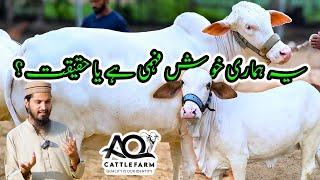 Kya is ko UnderESTIMATE Karna Kahenge? AQ Cattle Farm