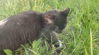 Pusya the Cat Diary. Regular walk