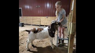 DIY Head Stand for Goats or Sheep