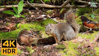 Cat TV for Cats to Watch  Lovely Birds, Funny Squirrels, Sunny Spring  8 Hours 4K HDR