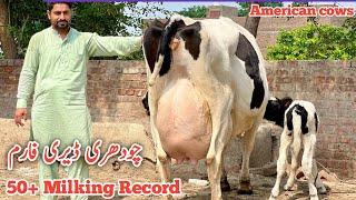 American Cows in Sargodha | Top class HF Cows | Cows For sale | 6 September 2024