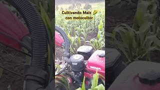 Cultivando maíz con Motocultor Weima