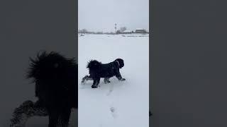 Чёрный терьер Лайра(black russian terrier)4 апреля 2023 ,Юта