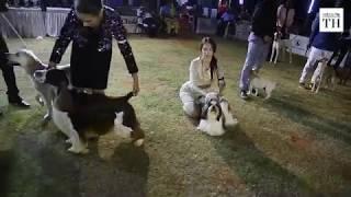 All Breeds Championship Dog Show in Chennai