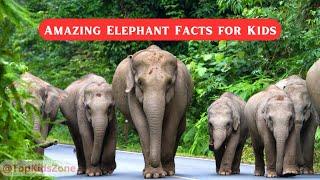 Amazing Elephant Facts for Kids | Fun & Educational Wildlife Video  #EducationalVideo #TopKidsZone