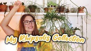 My Rhipsalis Plant Collection | 14 Plants | Care tips for this wonderful Houseplant