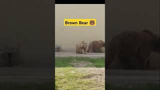 Brown Bears walking in Zoo l Lahore Zoo New Animals l #shorts #bear #animalshorts