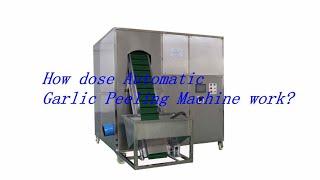 Automatic garlic peeling machine from Henan Vic Machinery|Garlic peeling machine