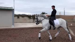 11 Years old Lusitano  GP