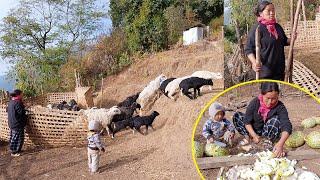 We are shifting sheep habitant II Jonson Jina feeding sheep@pastorallifeofnepal