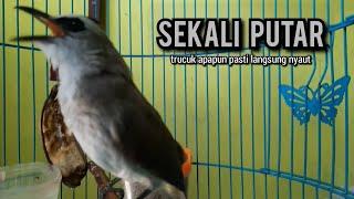 trucukan gacor ROPEL PANJANG buat pancingan trucukan agar bunyi JADIKAN burung trucuk gacor EMOSI