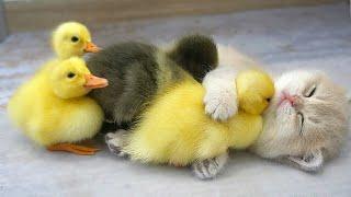 Kitten Mio and ducklings sleep sweetly together while mom cat is talking and feeding with others