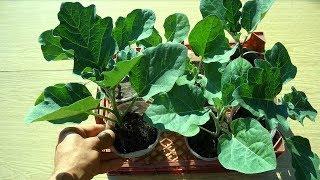 КАК ВЫРАСТИТЬ КРЕПКУЮ ЗДОРОВУЮ РАССАДУ БАКЛАЖАН