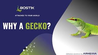 Why the gecko? | Meet us | Bostik