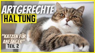 Katze artgerecht halten in 6 Schritten  [Katzen für Anfänger Teil 2/3] 